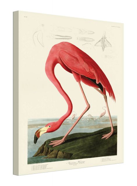 American Flamingo - obraz na płótnie