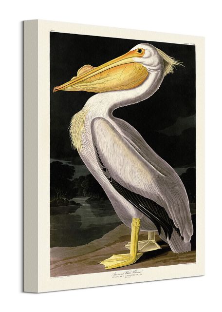 American White Pelican - obraz na płótnie