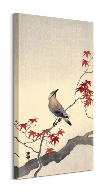 Japanese Waxwing on Maple - obraz na płótnie