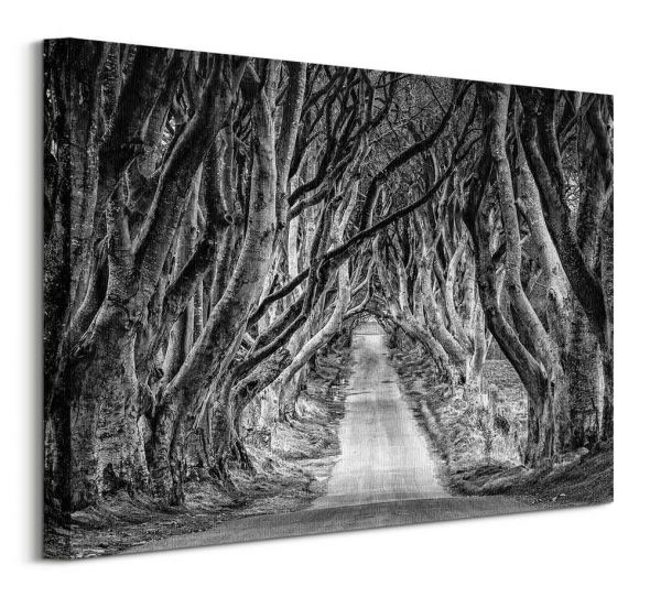 Droga przez las - obraz na płótnie