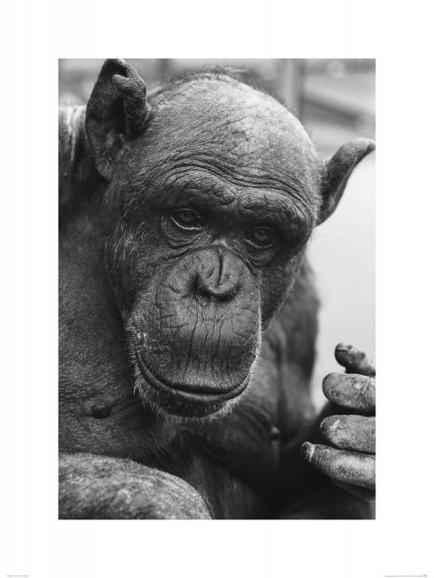 Czarno-biały szympans - reprodukcja