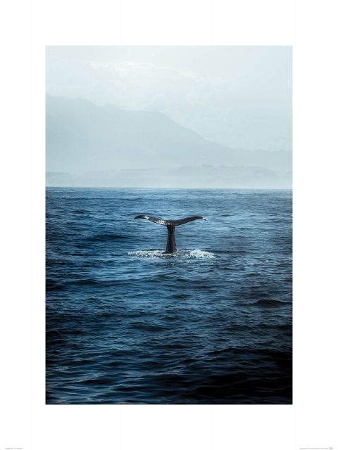 Ogon Wieloryba - reprodukcja