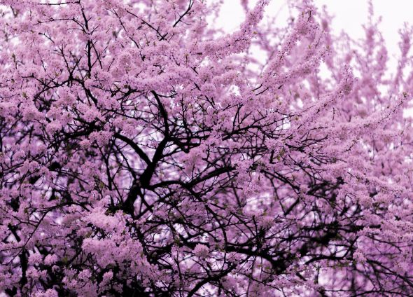 Kwitnące Drzewo - fototapeta