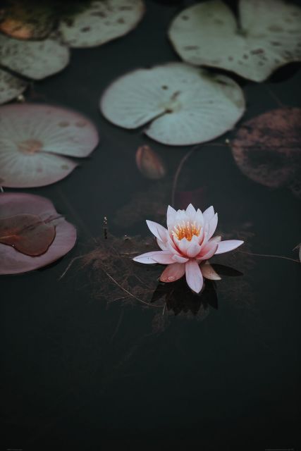 Kwiat Lotosu - plakat