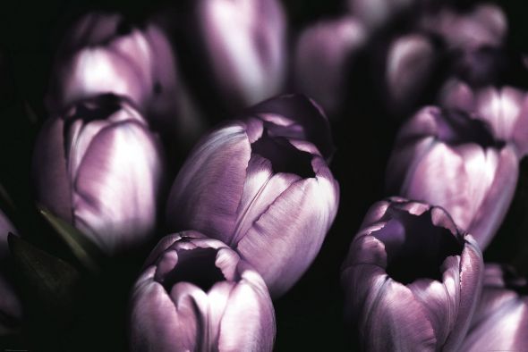 Fioletowe Tulipany - plakat