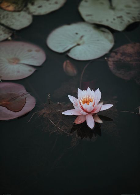 Kwiat Lotosu - plakat