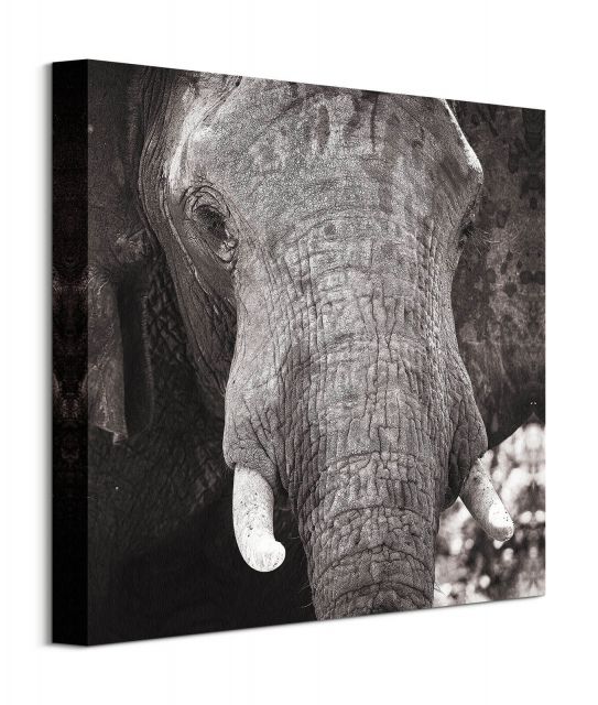 Słoń - obraz na płótnie
