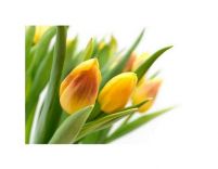 Żółte Tulipany - reprodukcja