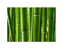 Duża reprodukcja z zielonymi bambusami