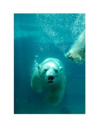 Niedźwiedź Polarny - reprodukcja 60x80 cm