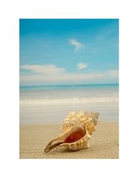 reprodukcja przedstawiająca muszelkę na piaszczystej plaży