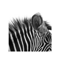 Gorgeous Zebra! - reprodukcja