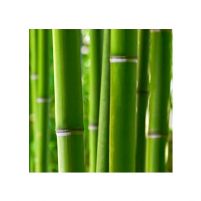 kwadratowa reprodukcja przedstawiajaca las bambusowy