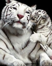 Dwa białe tygrysy, mały całuje dużego, plakat na ścianę