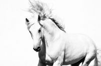 Mała fototapeta papierowa z białym koniem arabskim