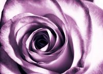Purpurowa róża - fototapeta