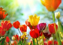 Wiosenne kwiaty - fototapeta