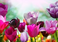 Piękne wiosenne kwiaty - fototapeta