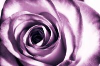 Purpurowa róża - fototapeta
