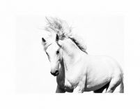 Pionowa reprodukcja z białym koniem arabskim