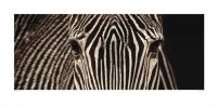Piękna Zebra - reprodukcja