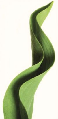 Liść tulipana - reprodukcja