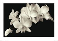 reprodukcja o wymiarach 70x50 cm przedstawiająca kwiaty białej orchidei na czarnym tle