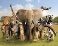 Zwierzęta Afryki - plakat