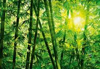 Kilkuelementowa fototapeta przedstawiajaca wdzierajace się promienie słońca do lasu bambusowego