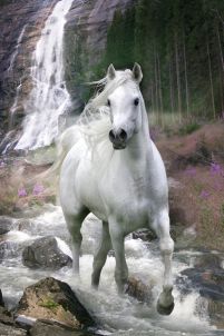 plakat o wymiarach 61x91,5 cm przedstawiający galopującego białego konia w rzece na tle wodospadu i lasu