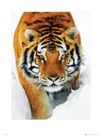 Tiger Snow - reprodukcja