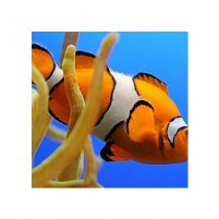Nemo - reprodukcja