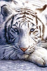 plakat na ścianę o wymiarach 61x91,5 cm przedstawiającym pięknego tygrysa bengalskiego z niebieskimi oczami