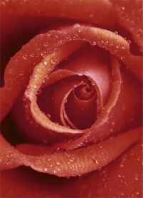 fototapeta z czerwoną różą