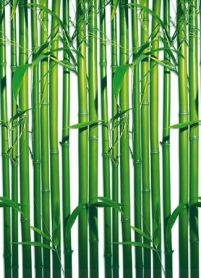 Fototapeta papierowa przedstawiajaca kompozycję z bambusów