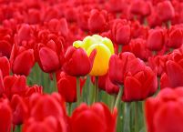 Żółty tulipan - fototapeta