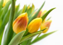 Żółte tulipany - fototapeta