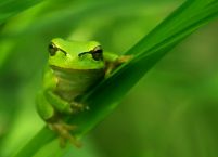 Zielona żaba - fototapeta