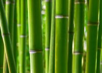 Pozioma fototapeta z lasem bambusowym