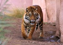 Tygrys alfa - fototapeta