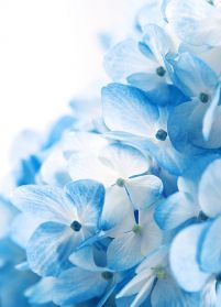 Niebieskie kwiaty - fototapeta