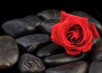 Róża na kamieniach - fototapeta