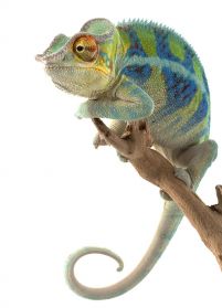 Leniwy Kameleon - fototapeta