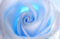 Niebieska Róża - fototapeta