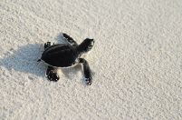 Żółw na piasku - fototapeta