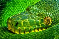 Oczy Węża - fototapeta