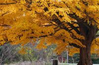 Drzewo, jesienne barwy - fototapeta