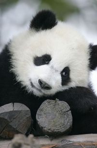 Wielka Panda - fototapeta