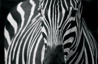 Zebra 2 - fototapeta
