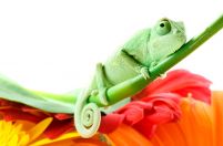 Kameleon na kwiatku - fototapeta
